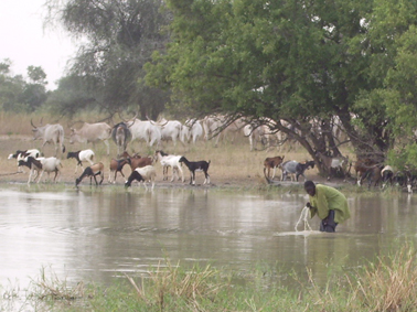 Child drinking dirty water